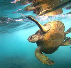 flipper drag, hawaiin green sea turtle. canon s70, no str... by Dylan Matheson 